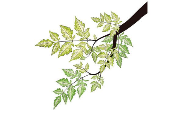 Branch with Green Leaves: A Versatile Design Element